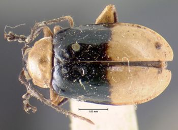 Media type: image; Entomology 18775   Aspect: habitus dorsal view